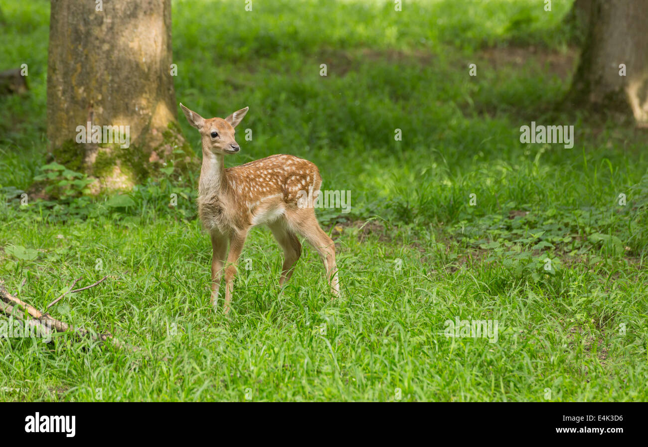 Young toddler fawn fallow deer kids playing on green meadow grassland in forest in summer Stock Photo