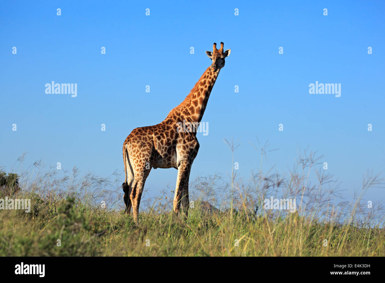 A large giraffe bull (Giraffa camelopardalis) against a blue sky, South Africa Stock Photo