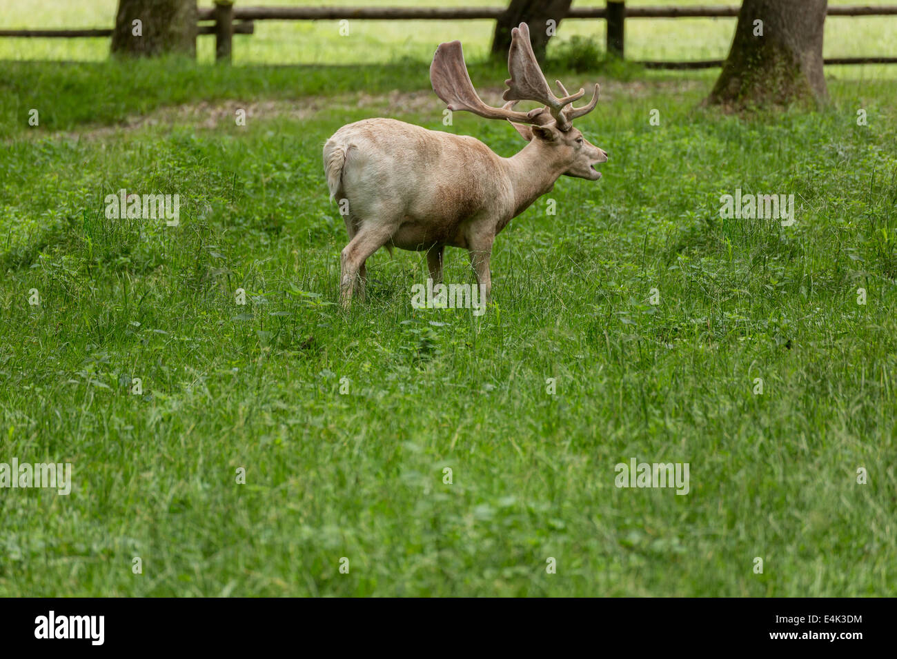 Fallow deer when grazing on green meadow grassland in forest in summer Stock Photo