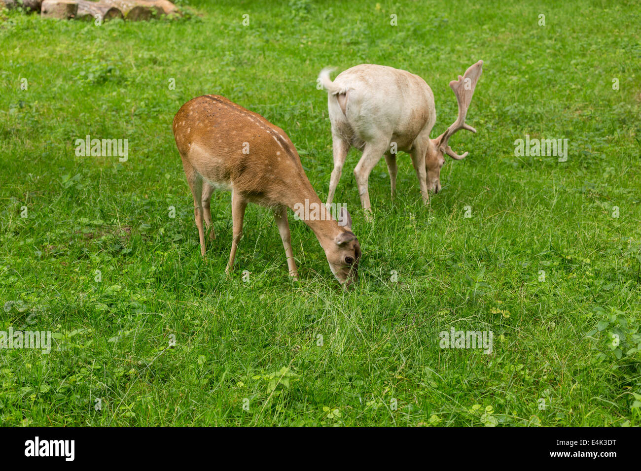 Fallow deer family when grazing on green meadow grassland in forest in summer Stock Photo