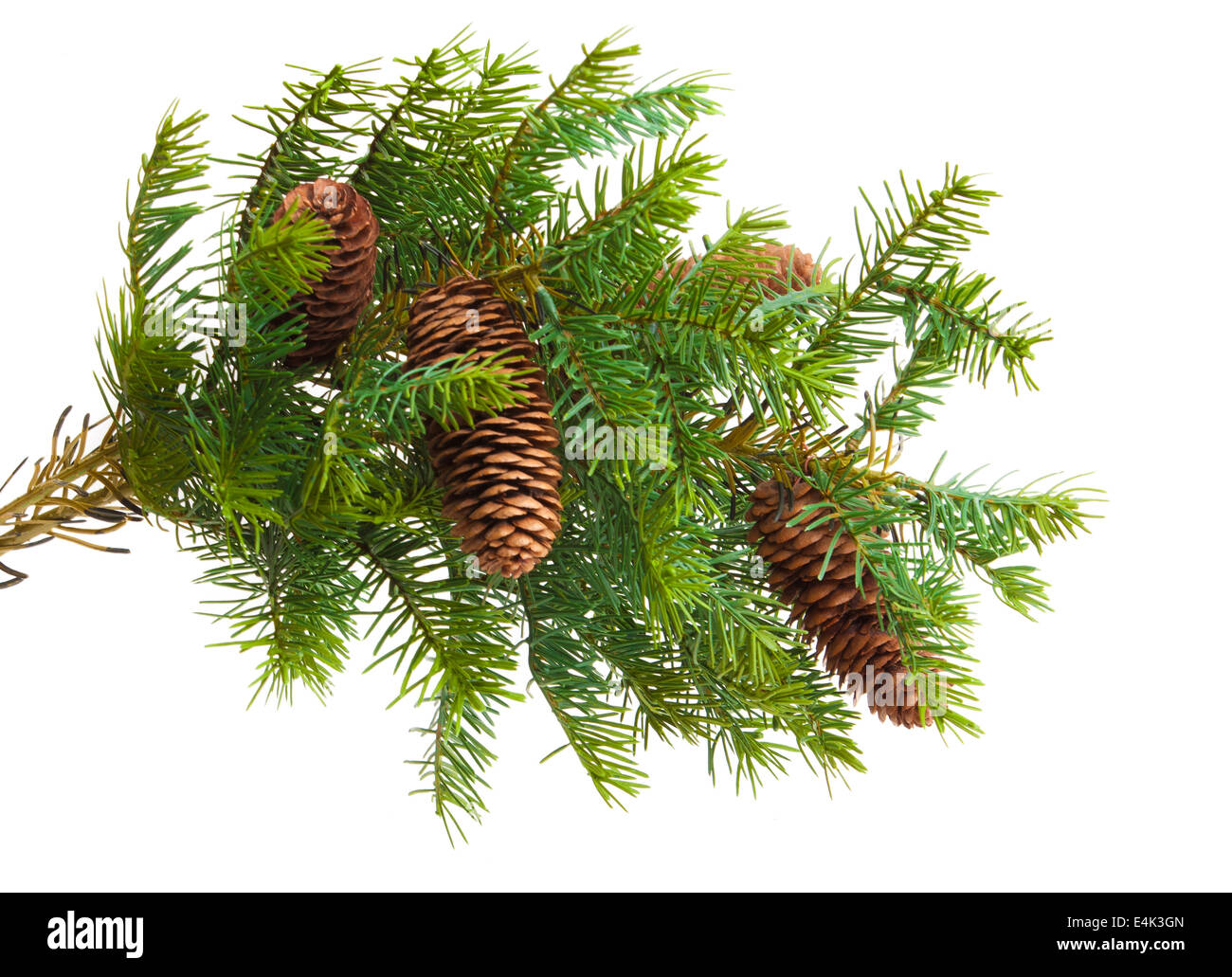 Cone and christmas tree isolated on white Stock Photo - Alamy