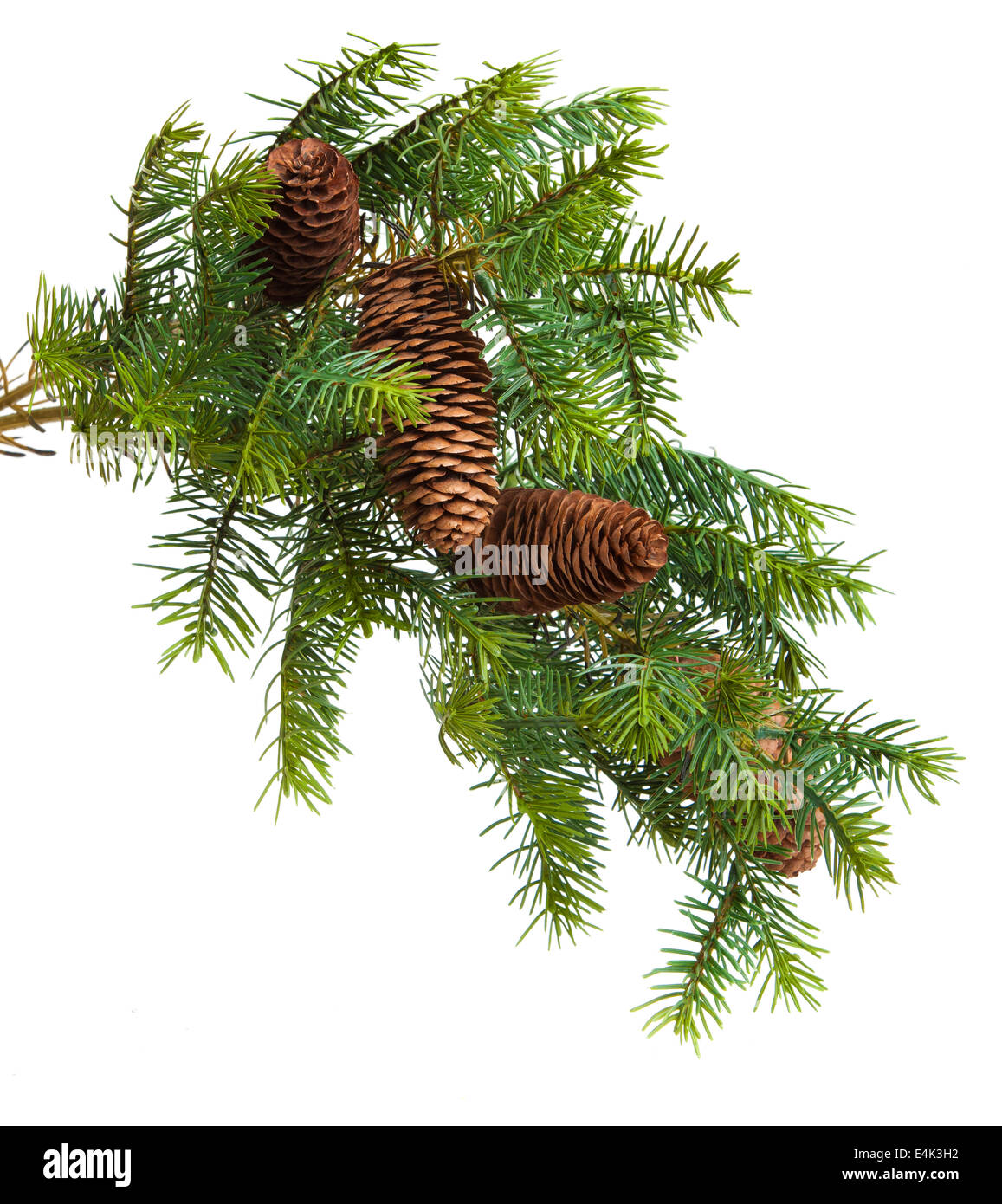 Cone and christmas tree isolated on white Stock Photo - Alamy
