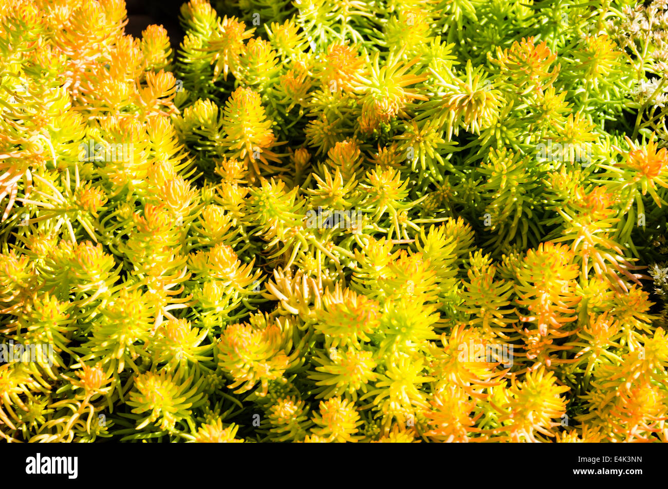 Sedum plants or sempervivum used for sustainable roof plantings Stock Photo