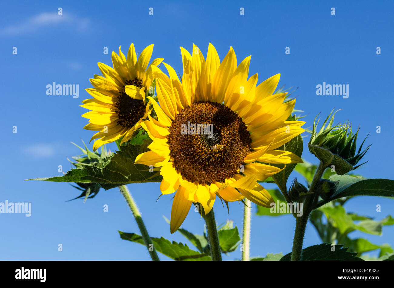 A sunflower plant with multiple yellow flowers Stock Photo Alamy