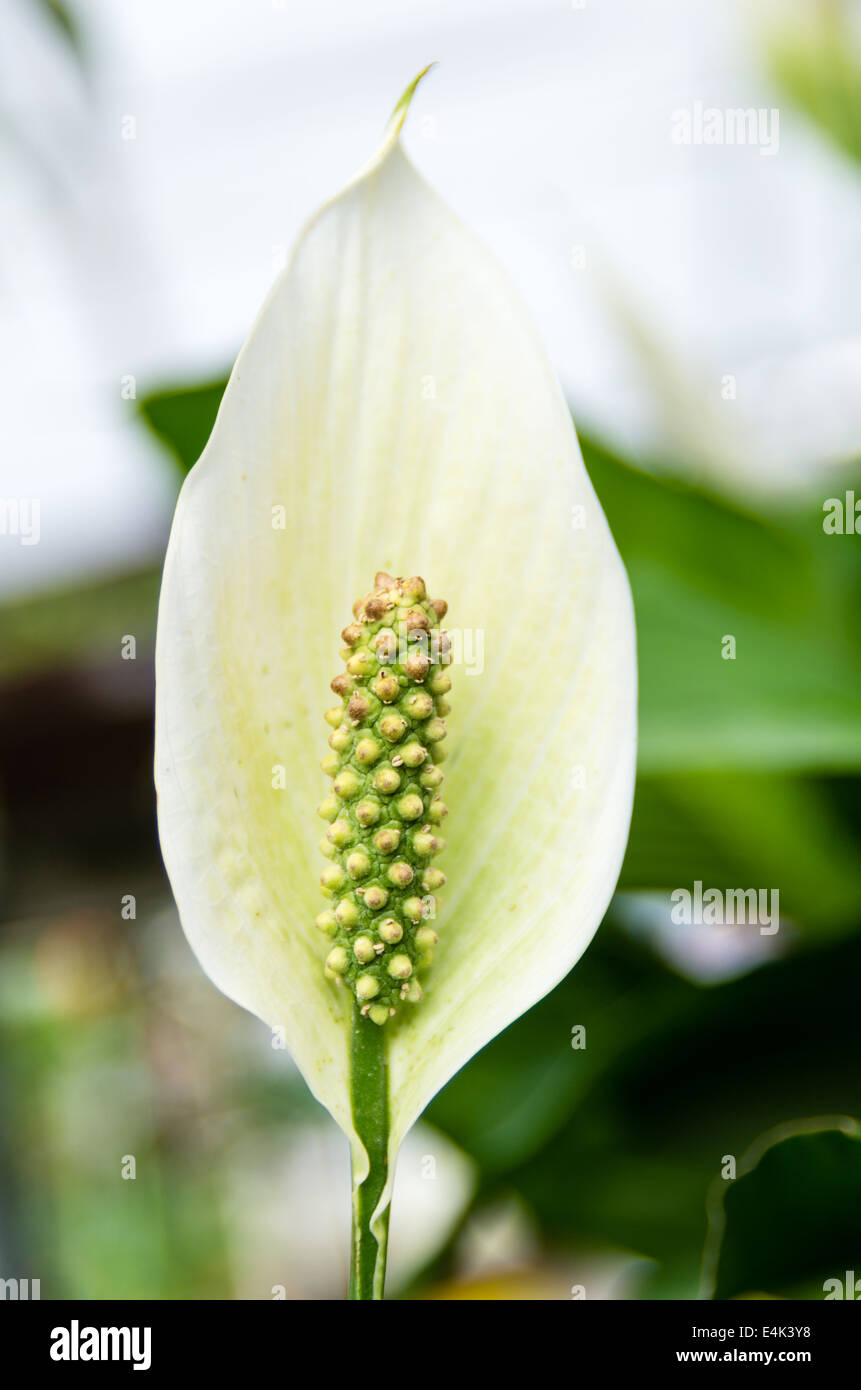 A Spathiphyllum or Peace Lily flower in bloom Stock Photo