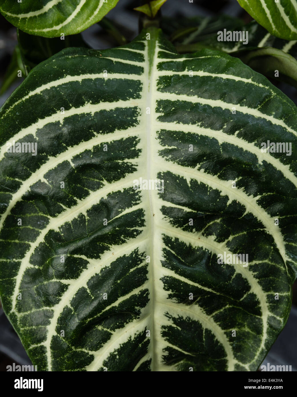 Aphelandra squarrosa or Zebra Plant leaf Stock Photo