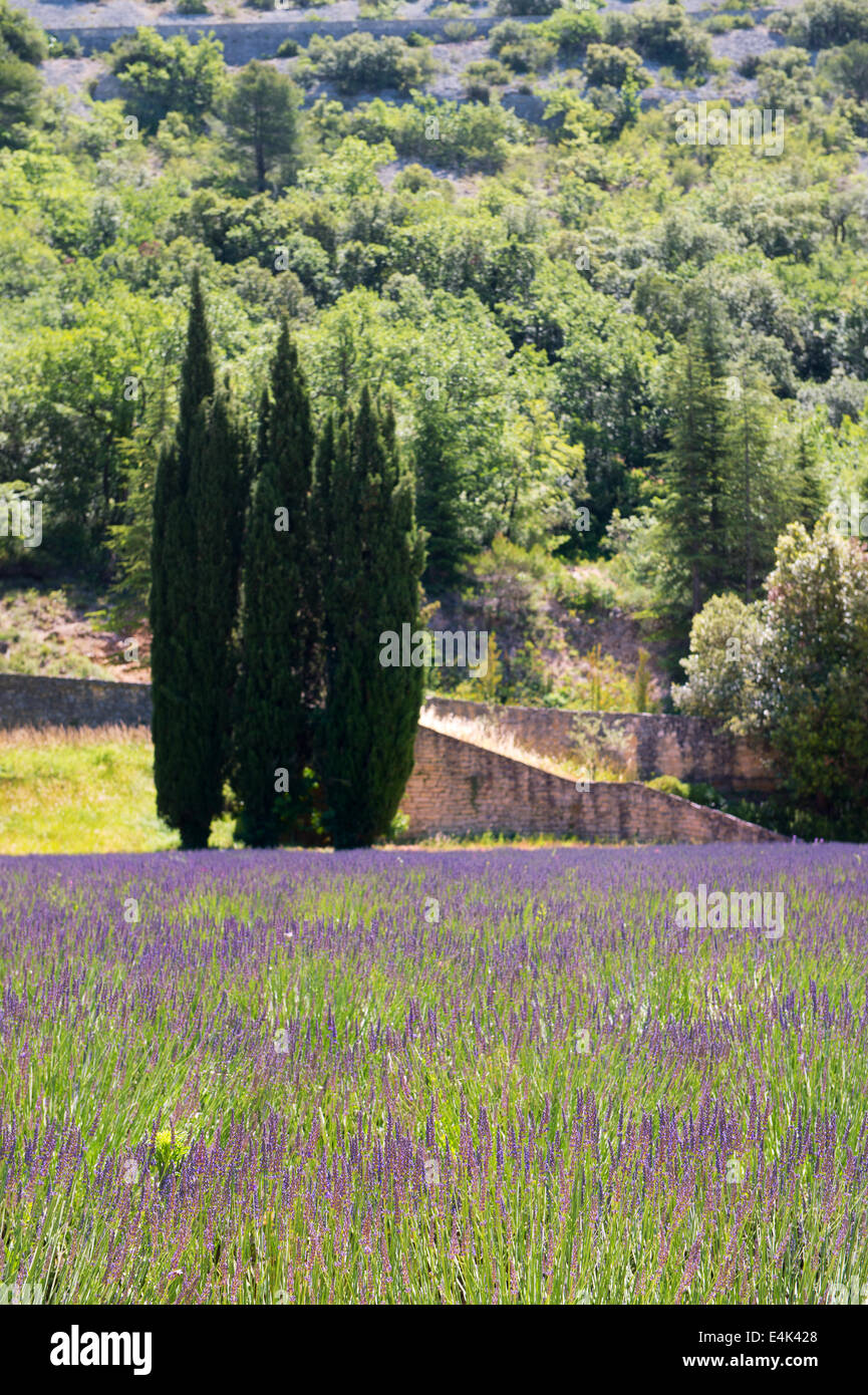 Cypress and Lavender in French Luberon Stock Photo