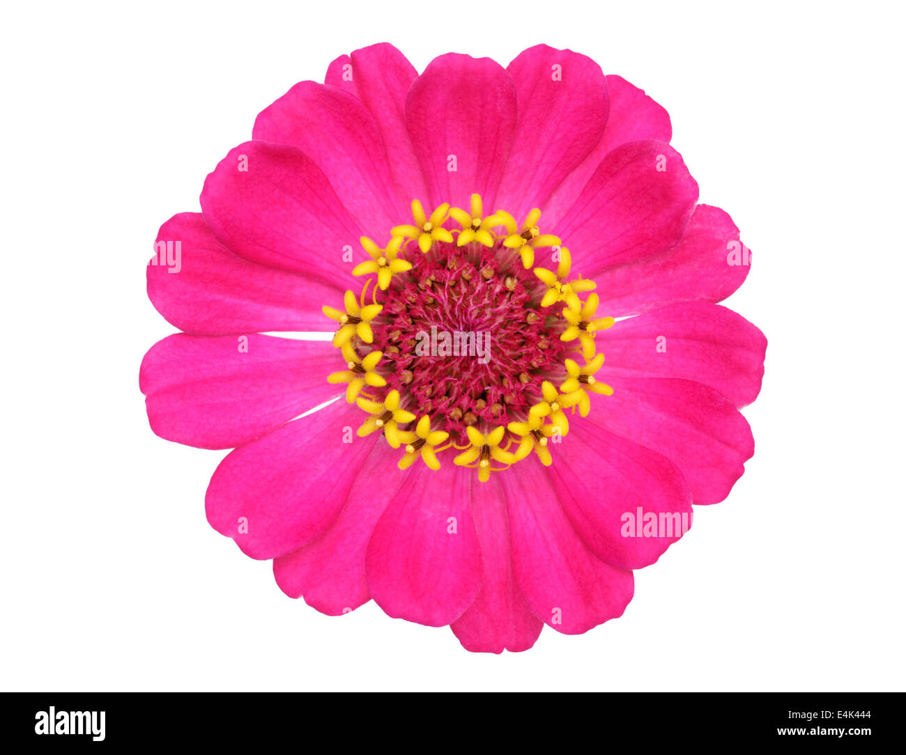 zinnia flower isolated on white background Stock Photo - Alamy