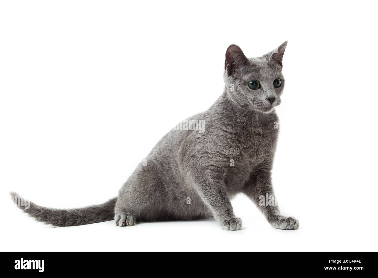 Russian Blue cat on white Stock Photo - Alamy