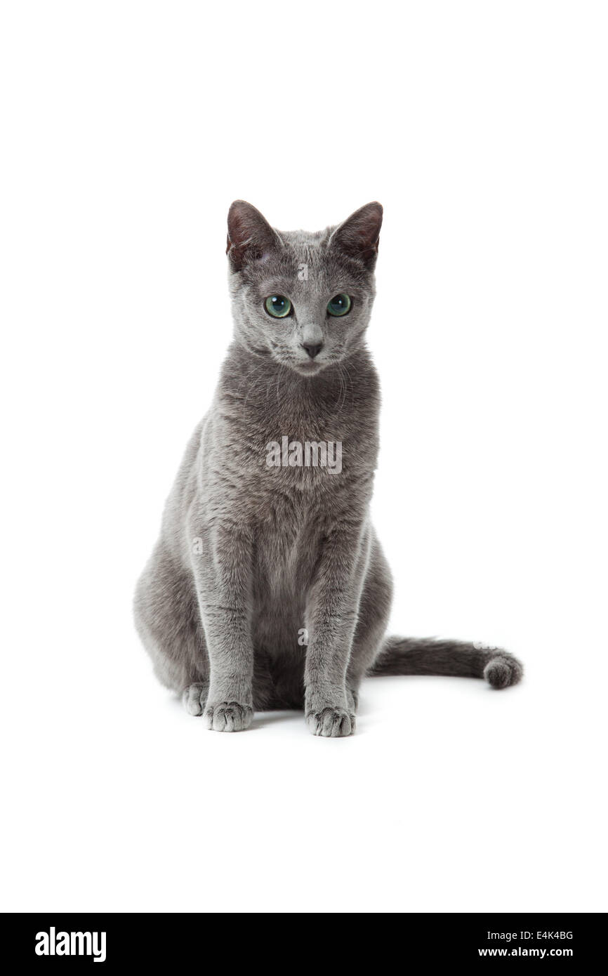 Russian Blue cat on white Stock Photo - Alamy