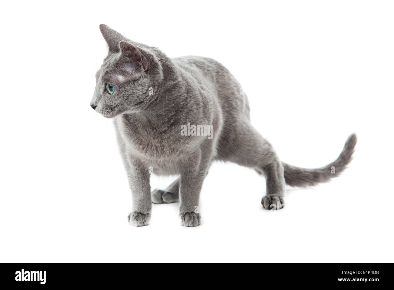 Russian Blue cat on white . Stock Photo