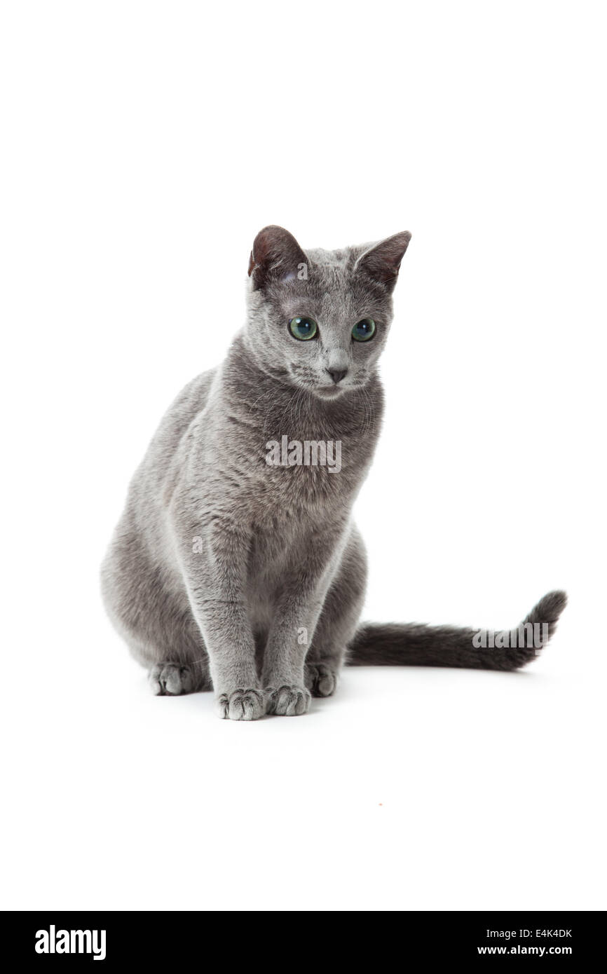 Russian Blue cat on white Stock Photo - Alamy