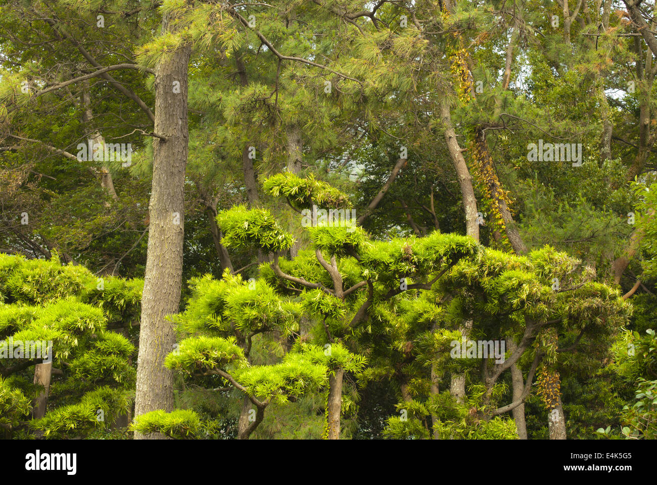 Old pine Park Stock Photo Alamy