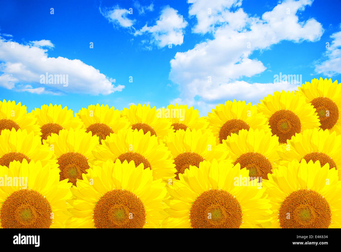 sunflower field over cloudy blue sky Stock Photo - Alamy