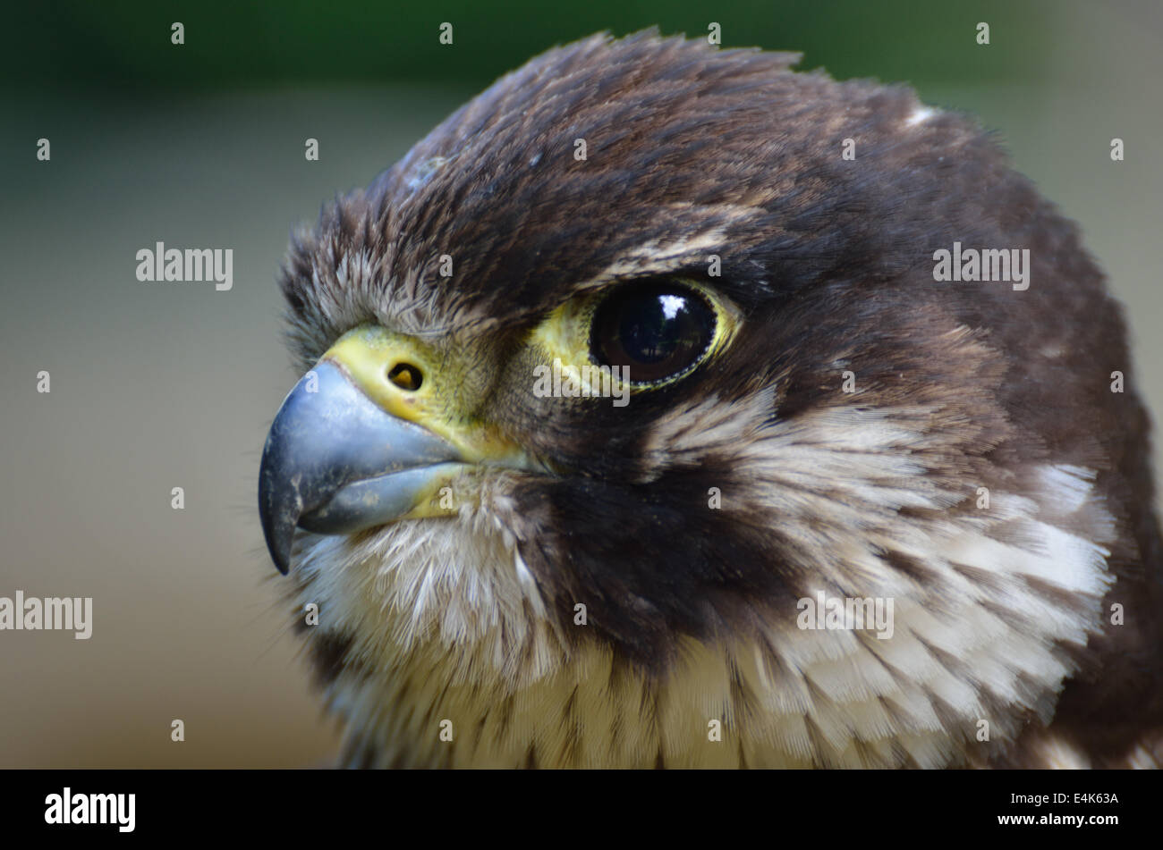 hawks head Stock Photo