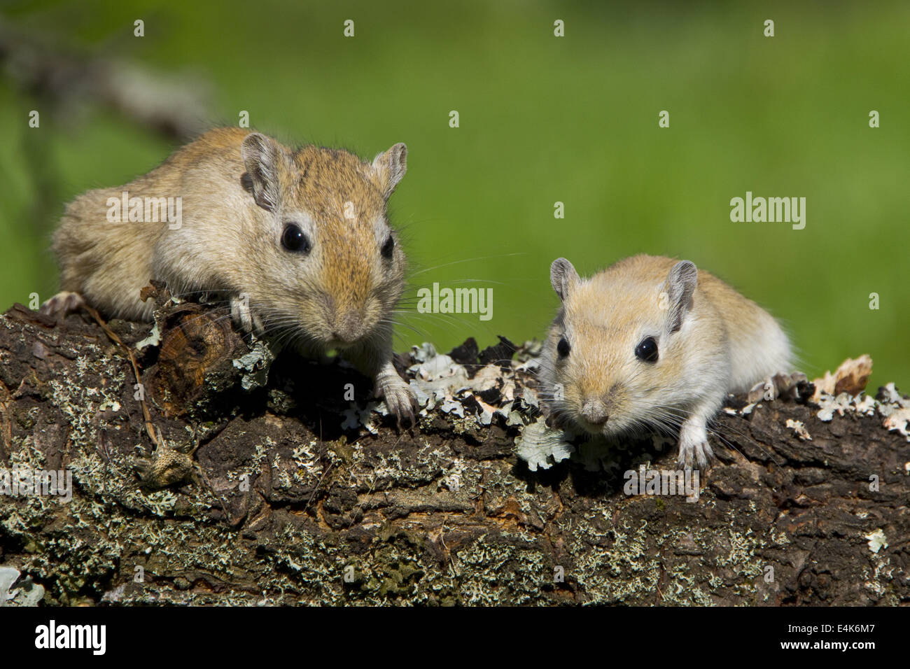 Gerbils Stock Photo