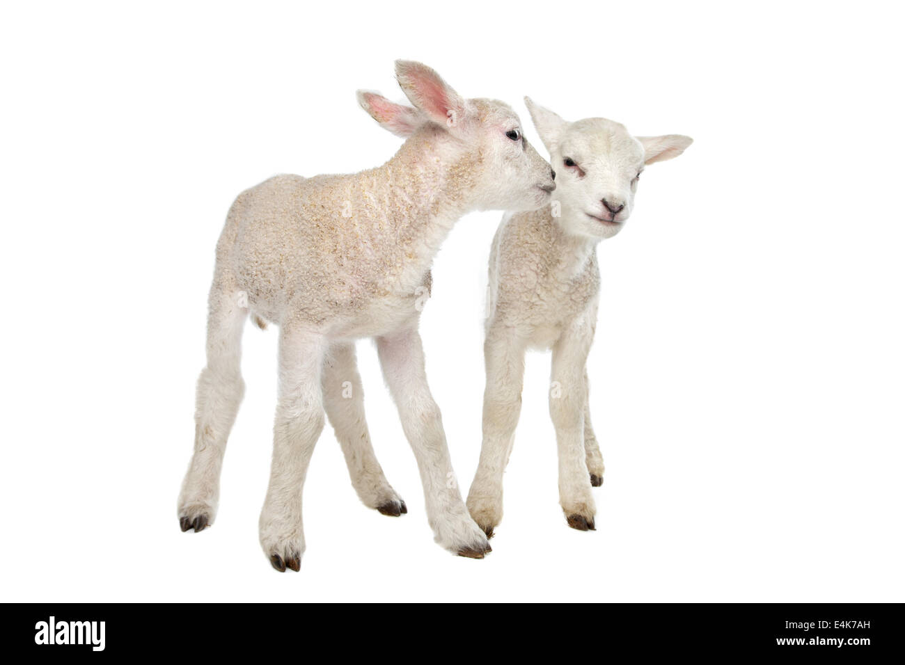 Two little lambs Stock Photo