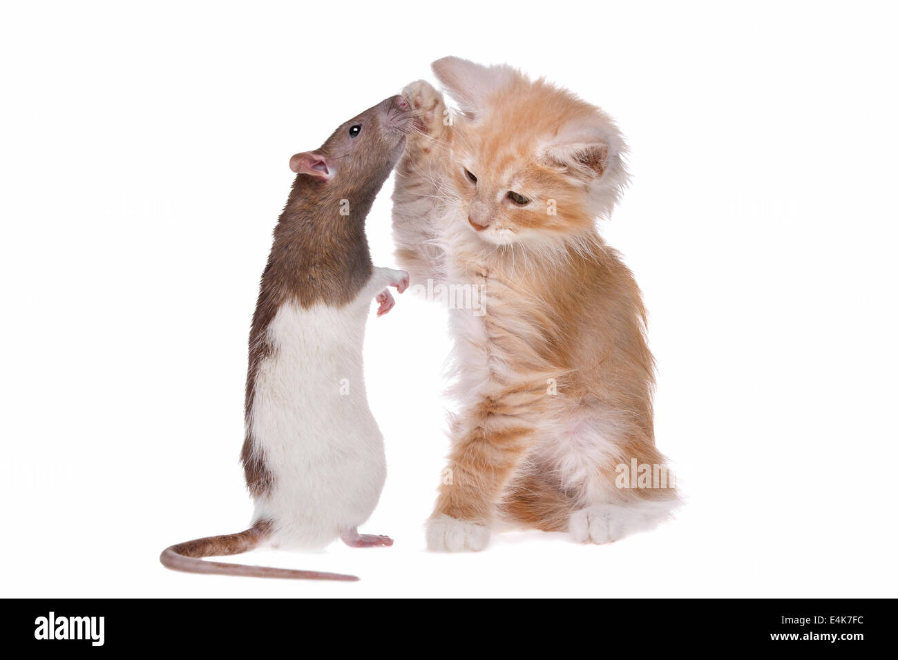 Rat and kitten Stock Photo Alamy
