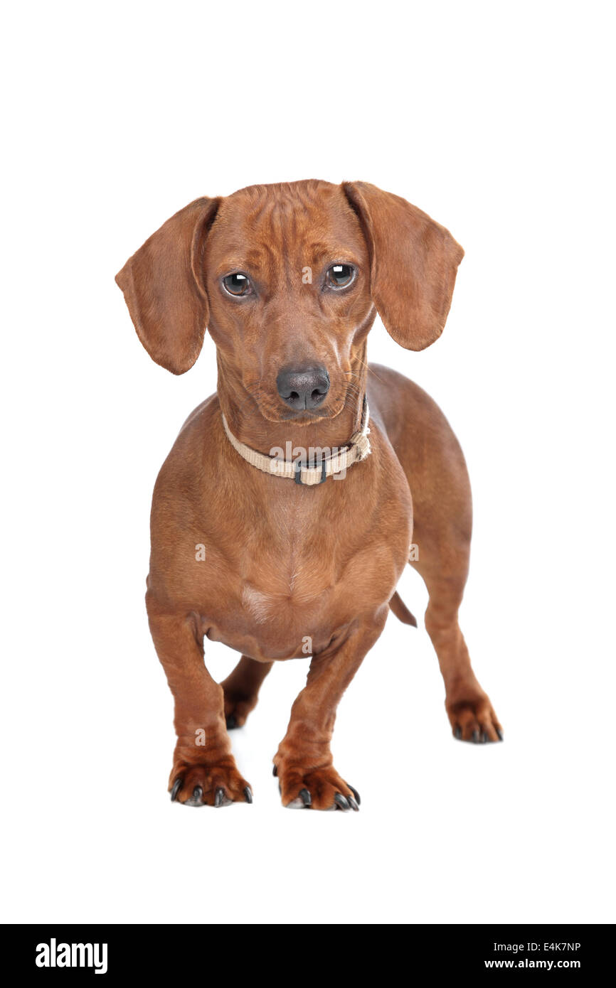 Short haired dachshund hi-res stock photography and images - Alamy