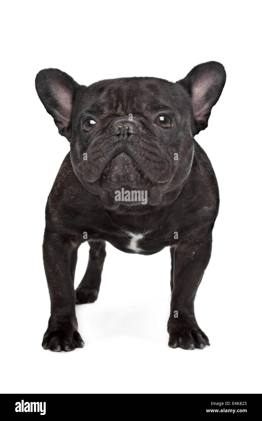 Dark brown French bulldog Stock Photo - Alamy