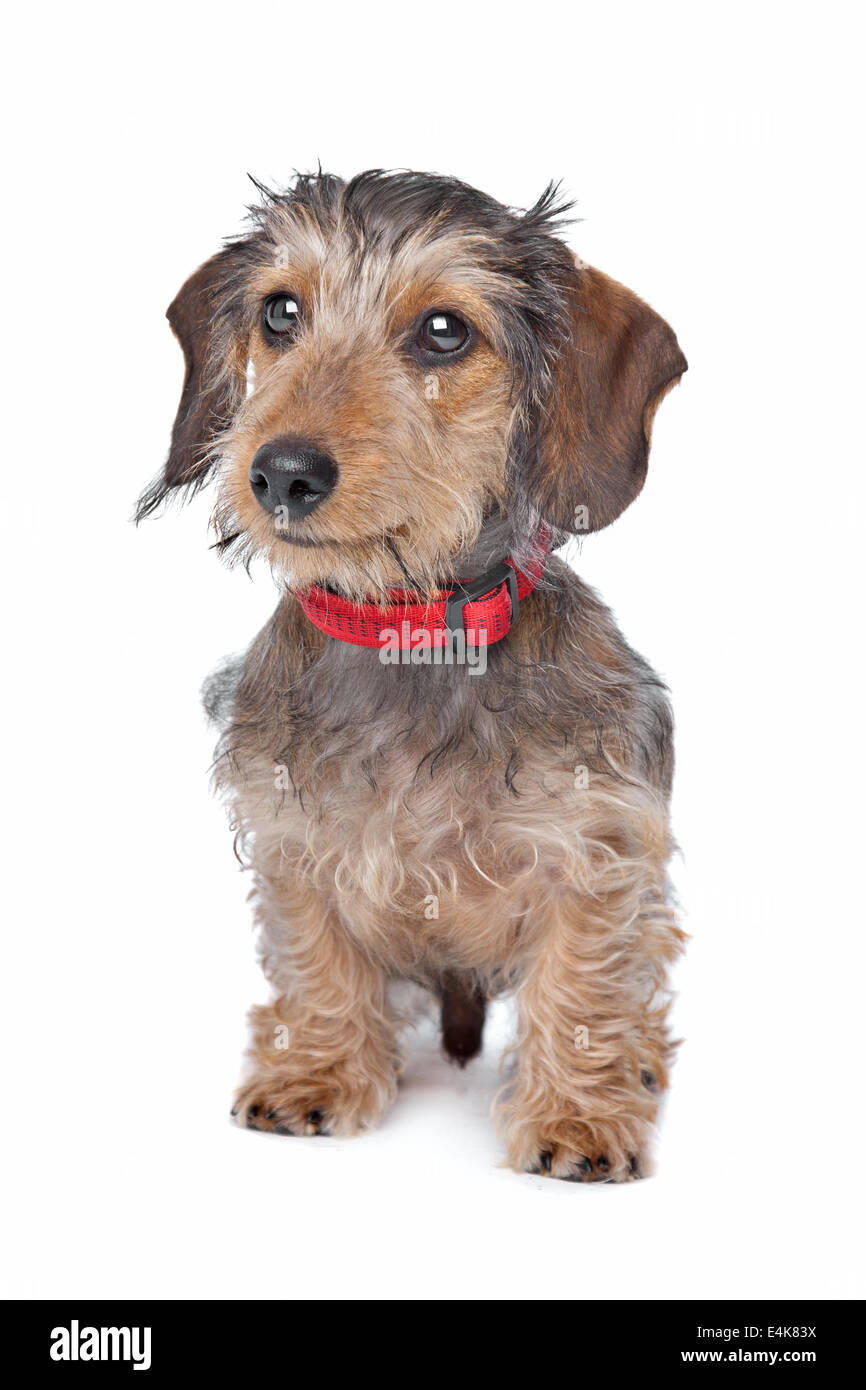 Wirehaired Dachshund Stock Photo Alamy