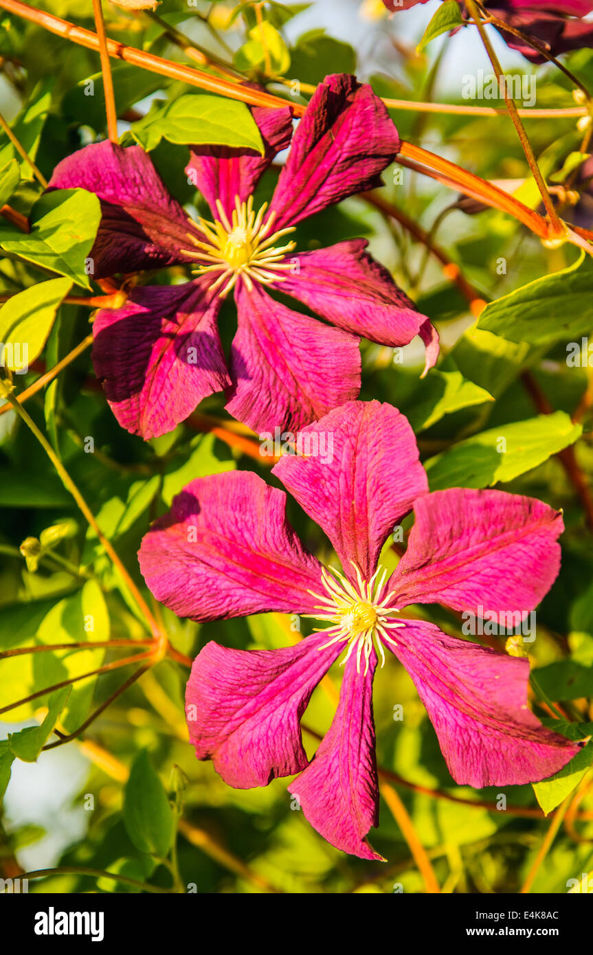 klimatis Stock Photo - Alamy