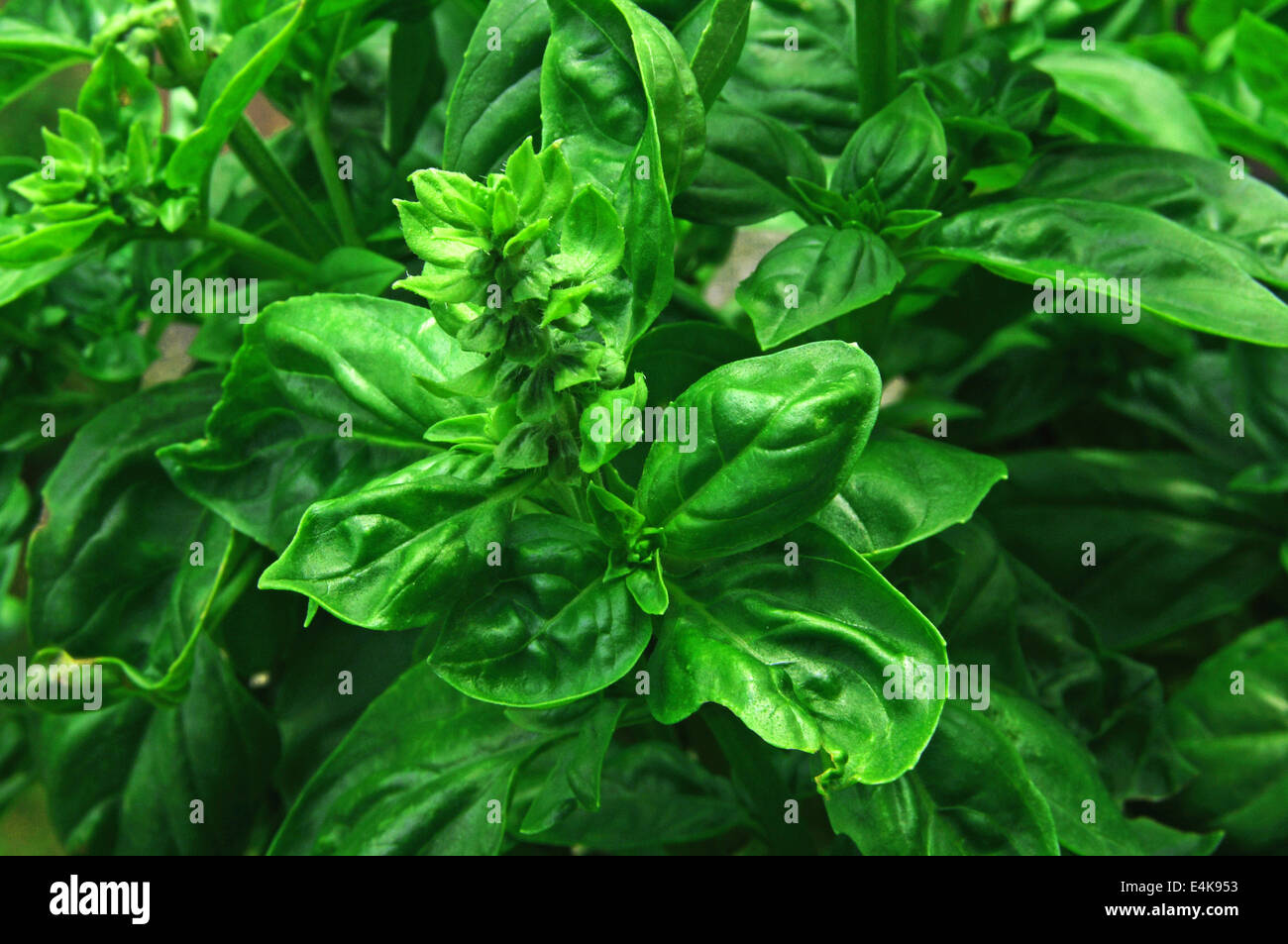 basil (Ocimum basilicum) Stock Photo