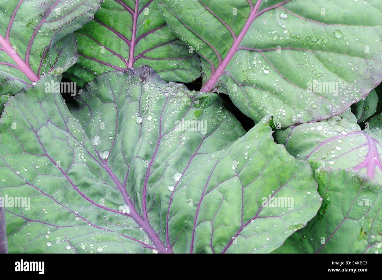 rraindrops on variegated cabbage leaves Stock Photo Alamy