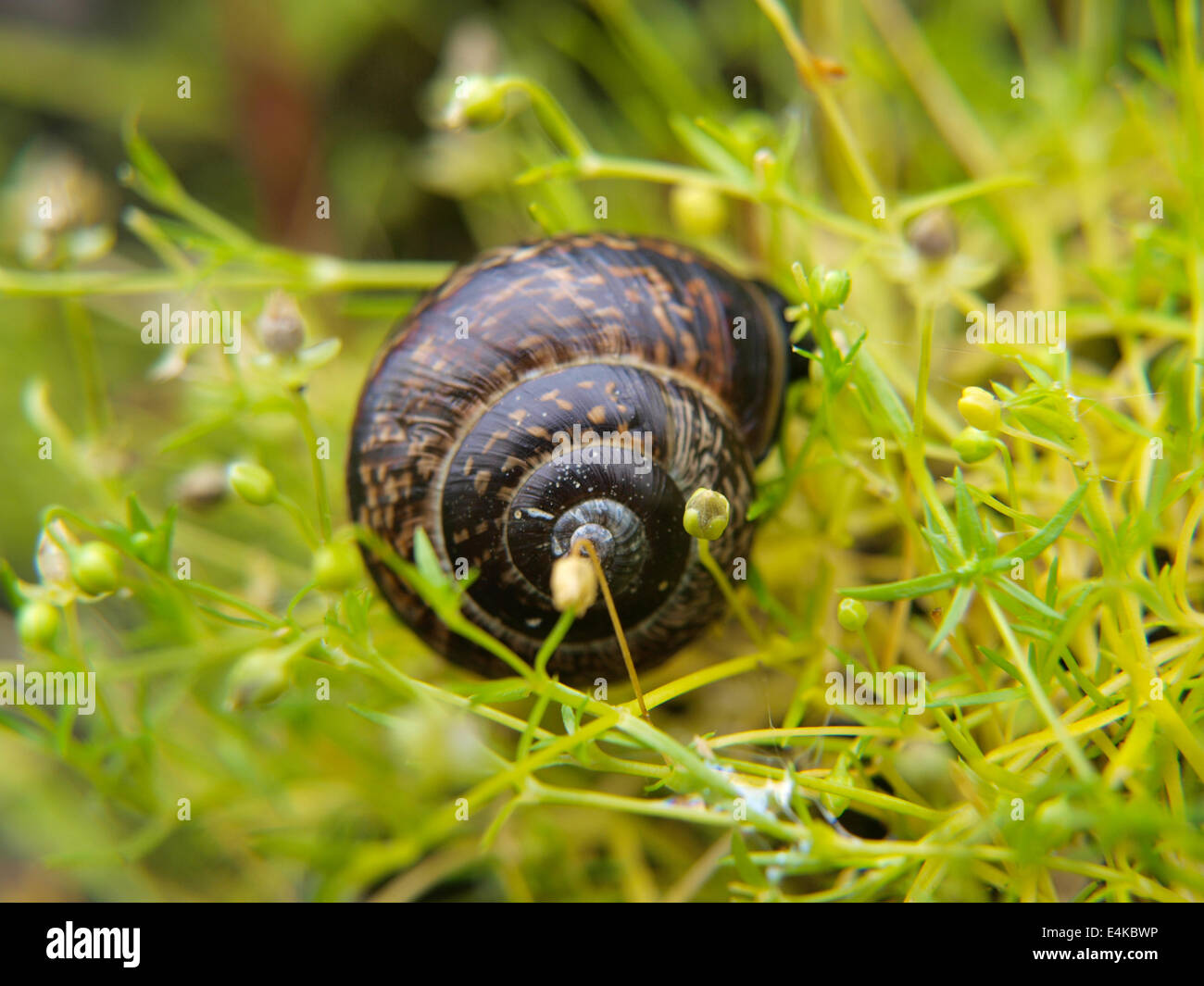 Snail with a house Stock Photo Alamy