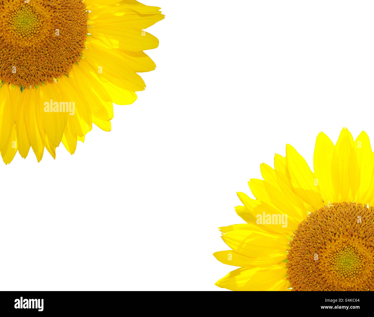 bright beautiful sunflower Stock Photo