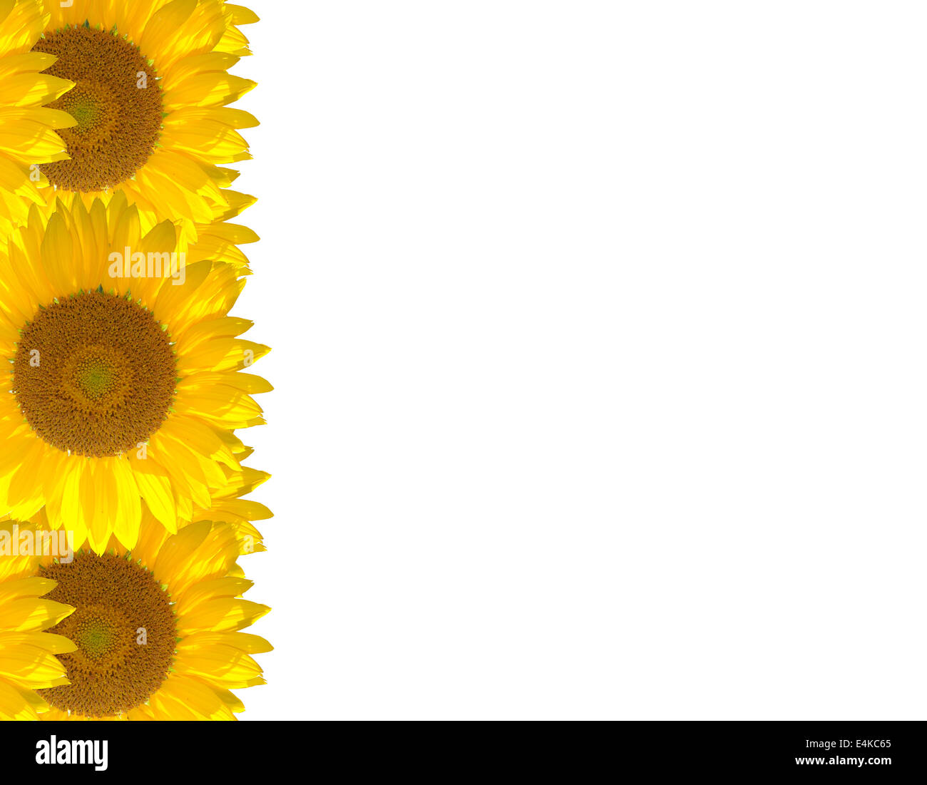The bright beautiful sunflower Stock Photo