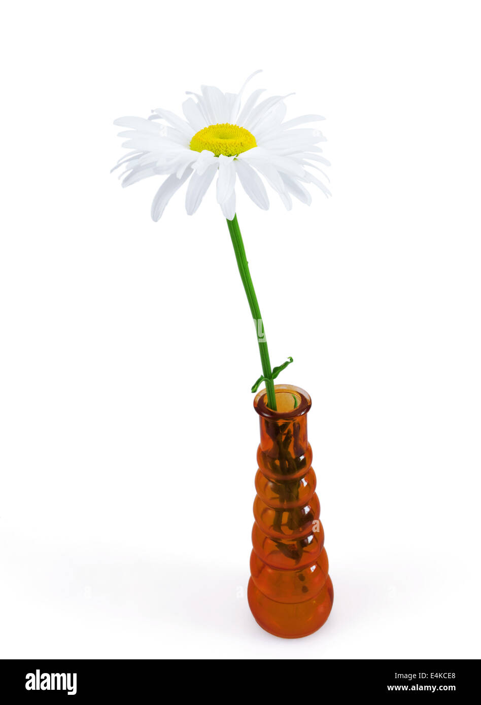 white daisy in a red glass vase Stock Photo