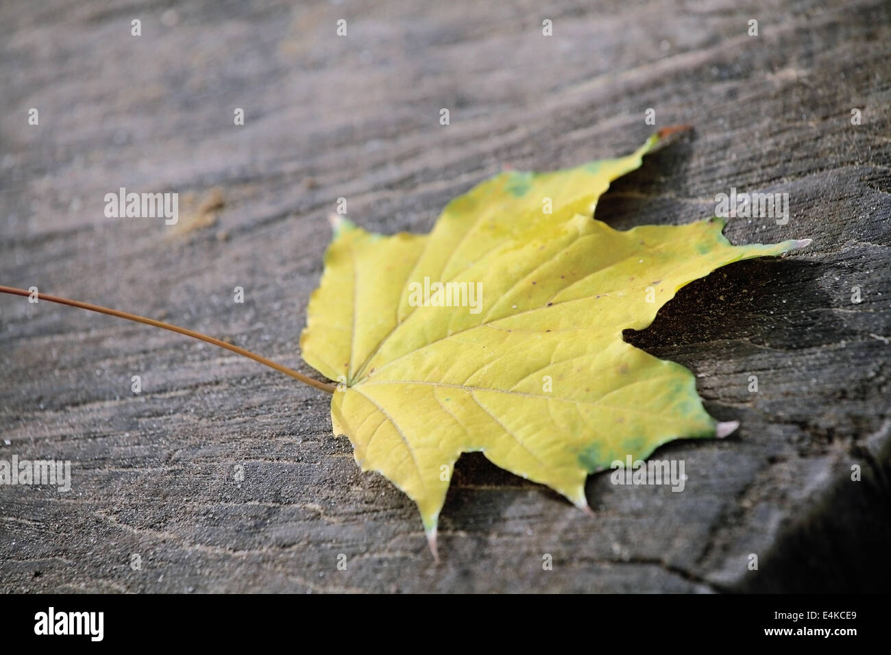 Yellow maple leaf lying on a tree cut Stock Photo - Alamy