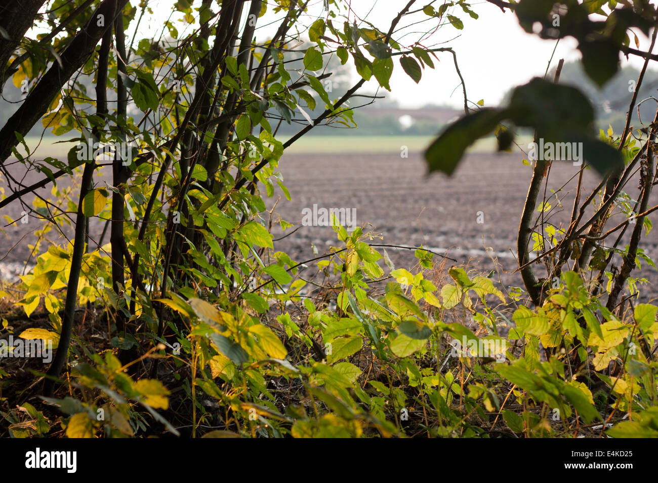 field behind leaves Stock Photo