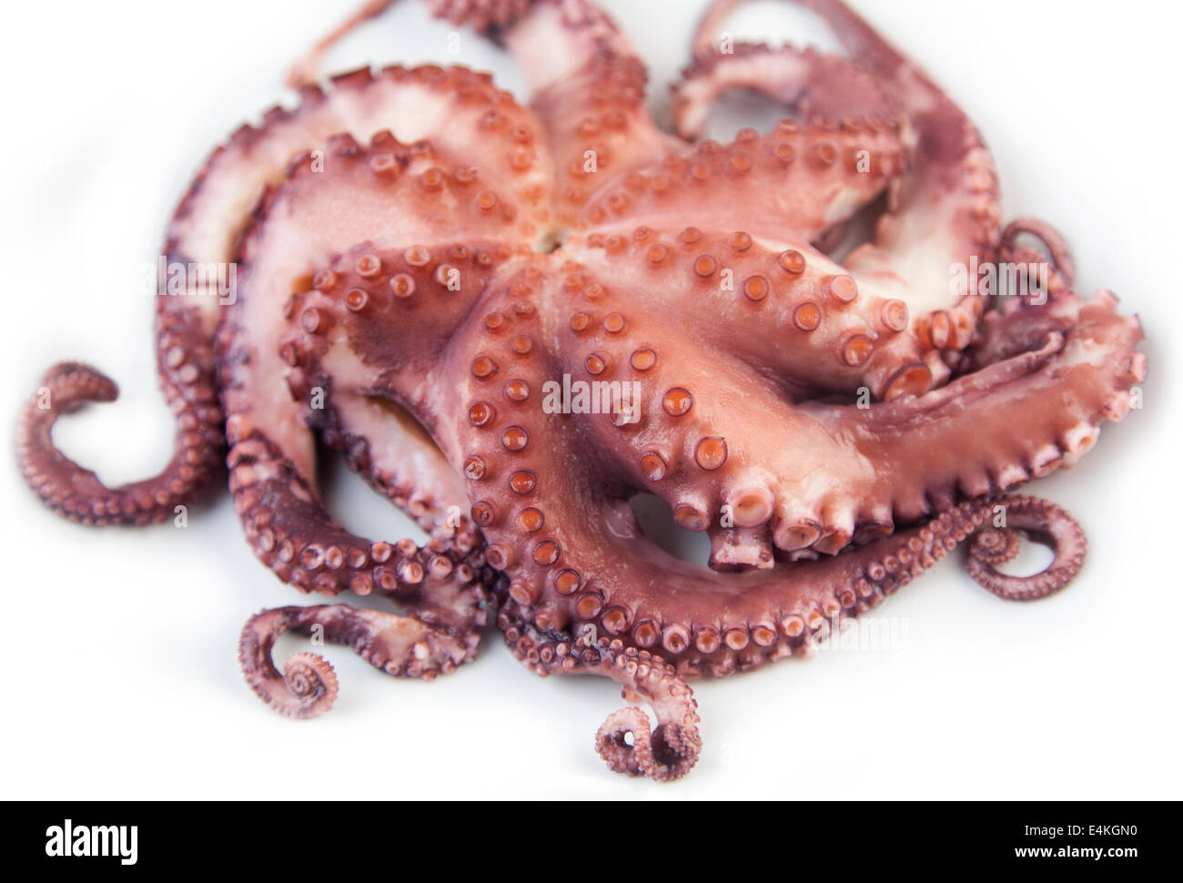 Boiled cctopus on white background Stock Photo