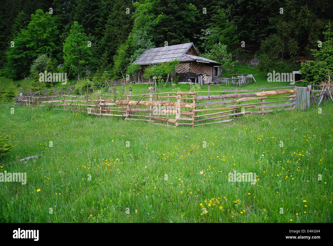 lonely wooden house in forest Stock Photo - Alamy