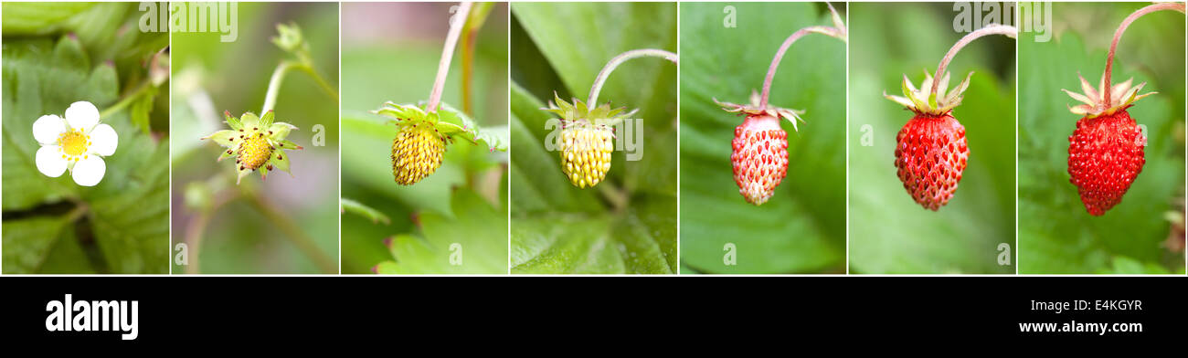 Stages of development of a strawberry on the plant (from a flower to a ripe fruit) Stock Photo