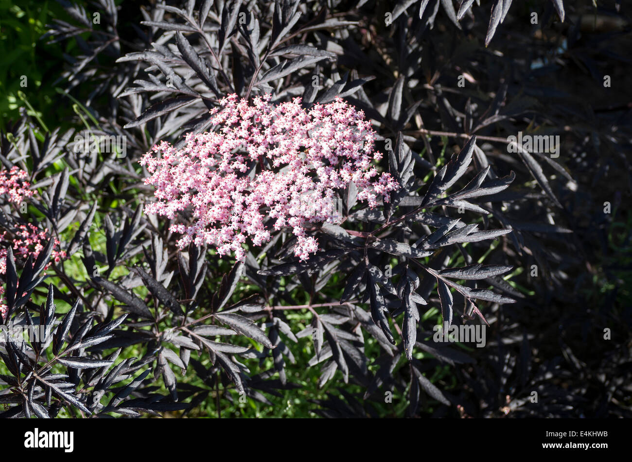 Sambucus nigra Black Lace in flower Stock Photo