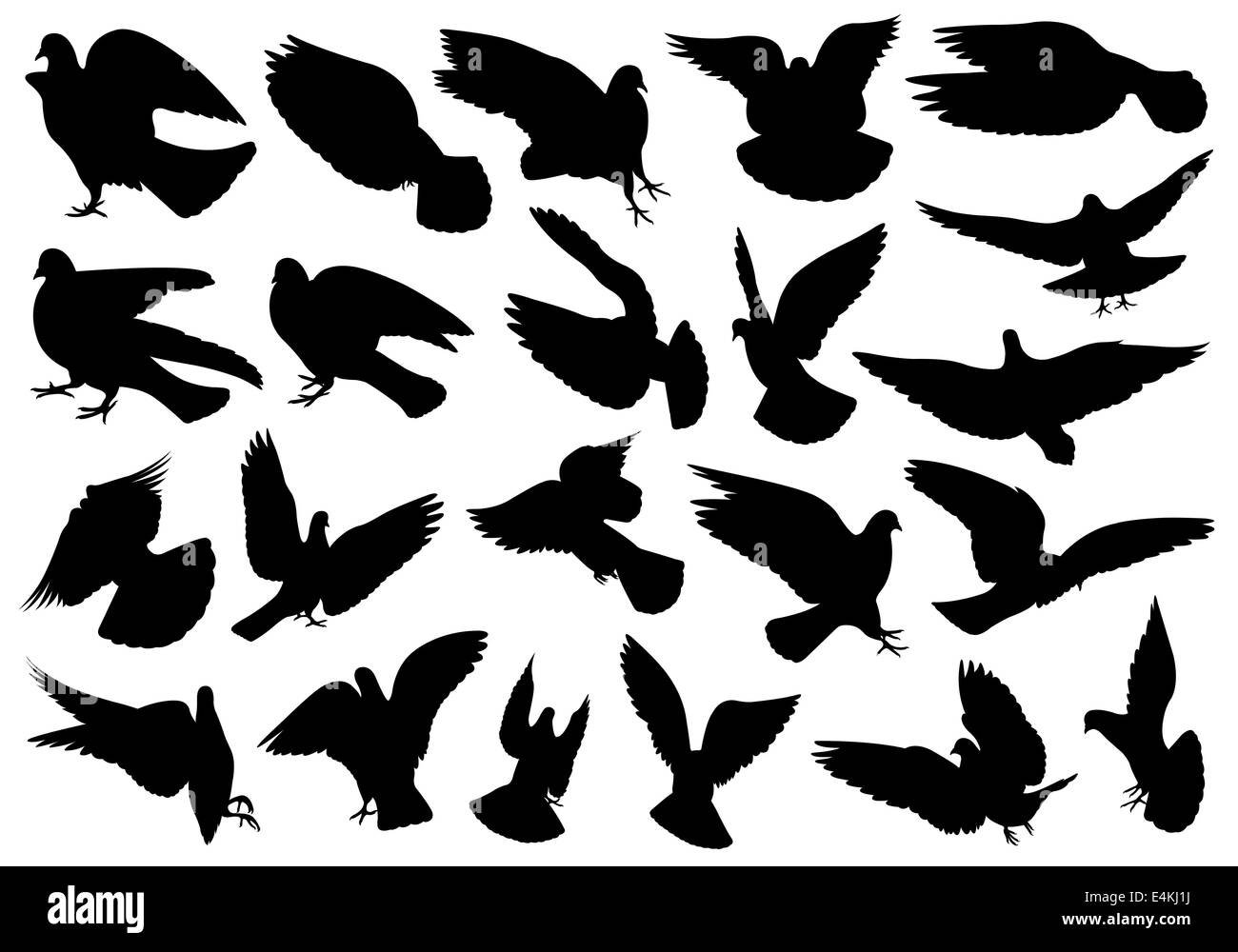 Set of different doves isolated on white Stock Photo