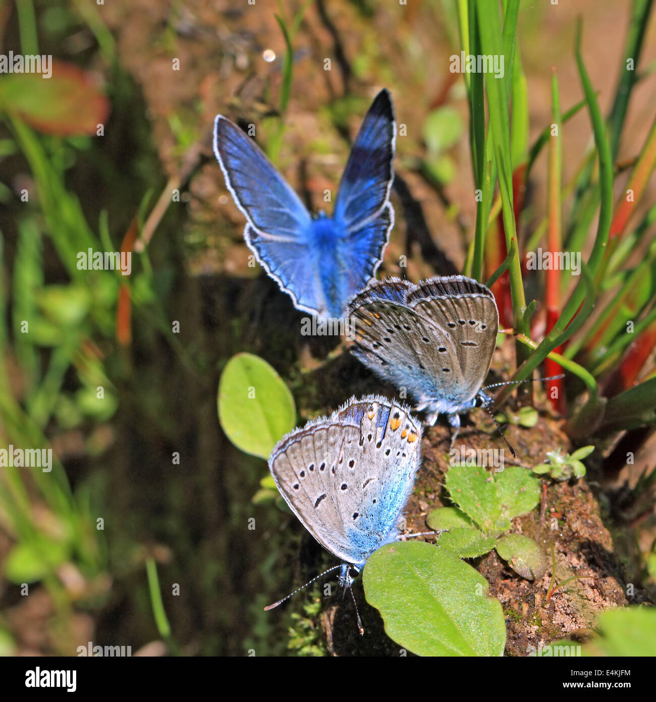 blue butterflies on field herb Stock Photo Alamy
