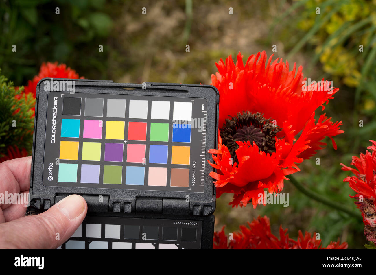 Use of calibrated colour target to obtain accurate colour rendition in digital photography Stock Photo