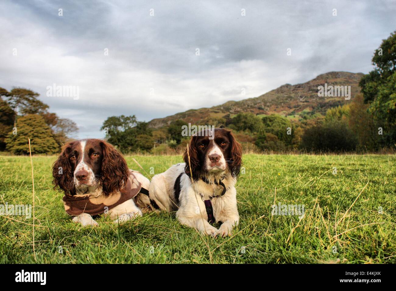 Two liver and white working type english springer spaniel pet gundogs Stock Photo