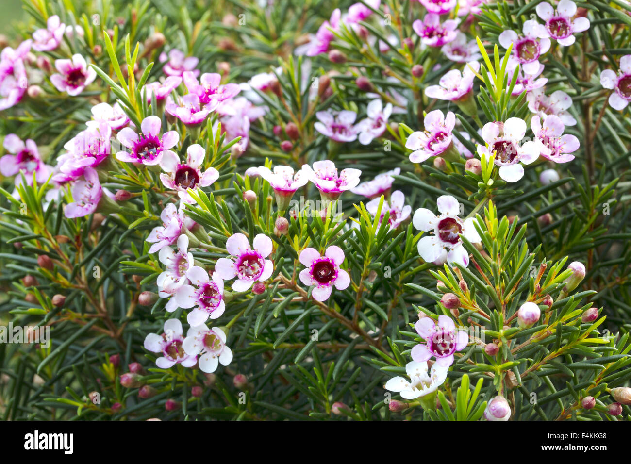 Flowers Geraldton wax Stock Photo Alamy