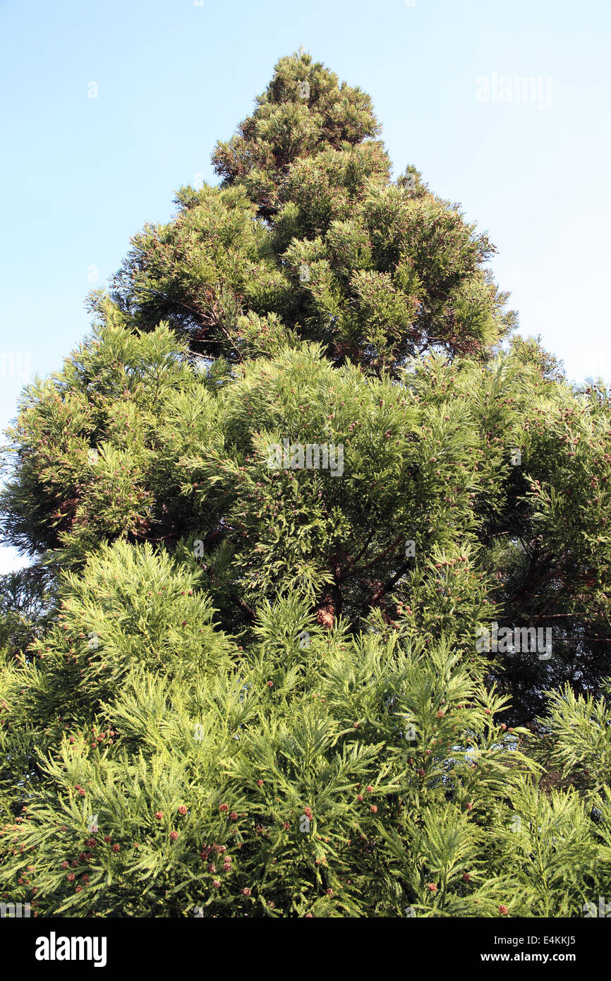 Cryptomeria Japonica 'Yoshino' Japanese Cedar is a tall hardy fast growing evergreen coniferous tree Stock Photo
