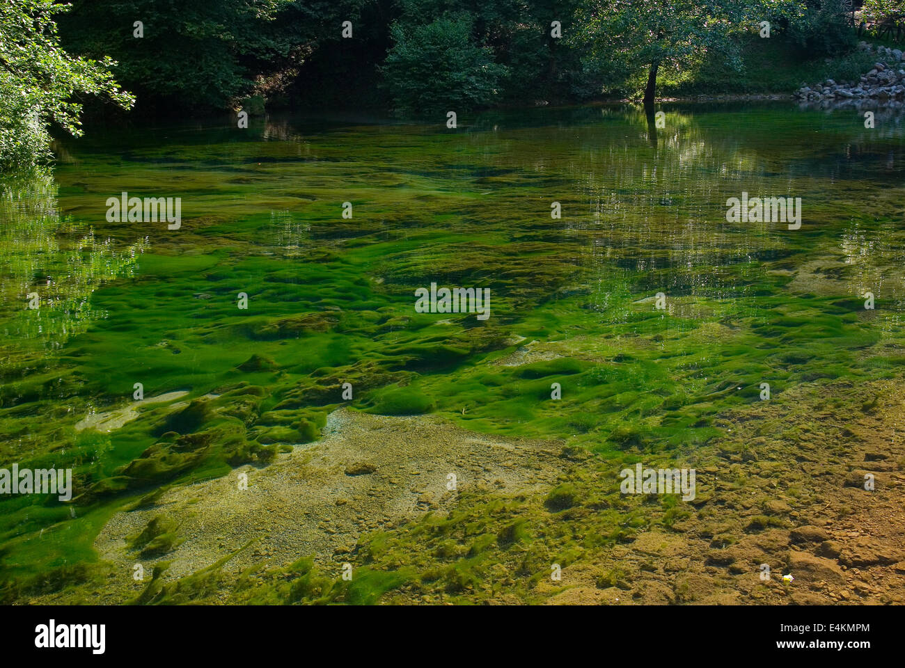 sharp lake bottom with alge Stock Photo