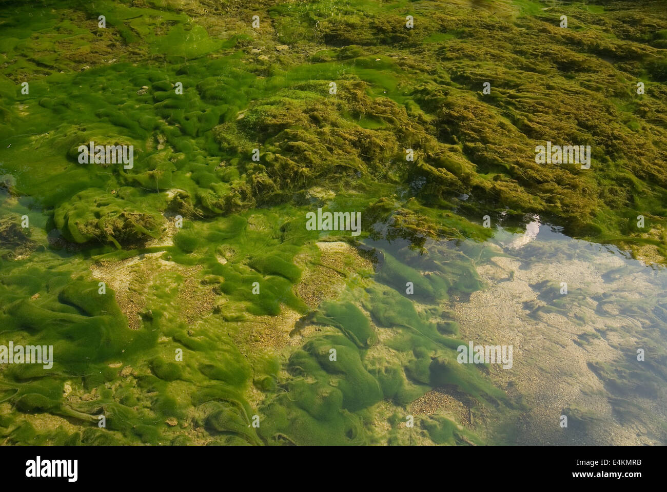 sharp lake bottom with alge Stock Photo
