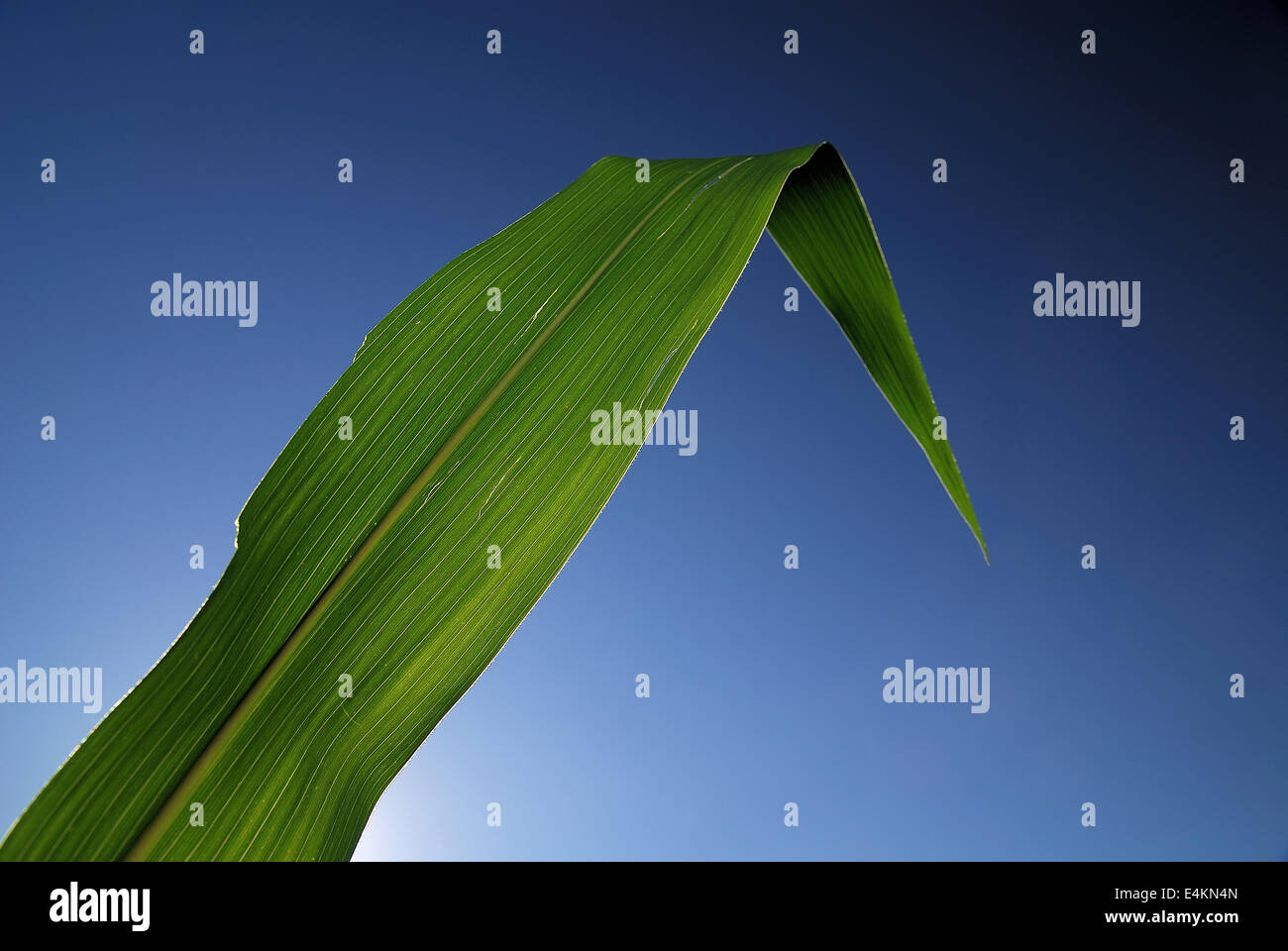 Closeup rows fresh green corn hi-res stock photography and images - Alamy