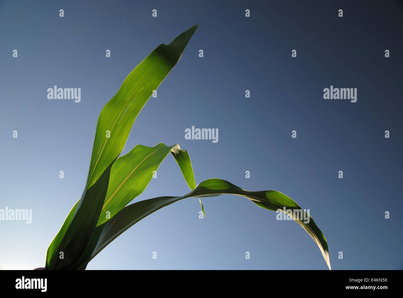 green leaf with blue sky in background Stock Photo - Alamy