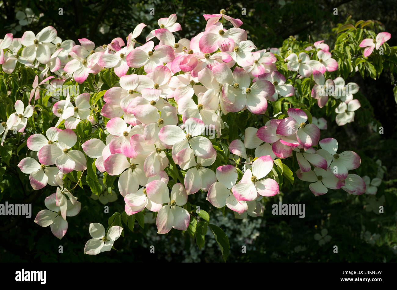 Pink tinged white bracts of Cornus Porlock in June Stock Photo