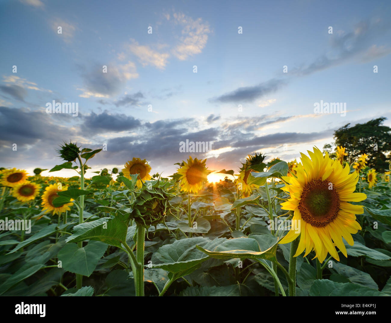 The landscape of the field with sunflower Stock Photo - Alamy